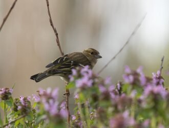 Jak zgłosić zaginięcie paczki na vinted