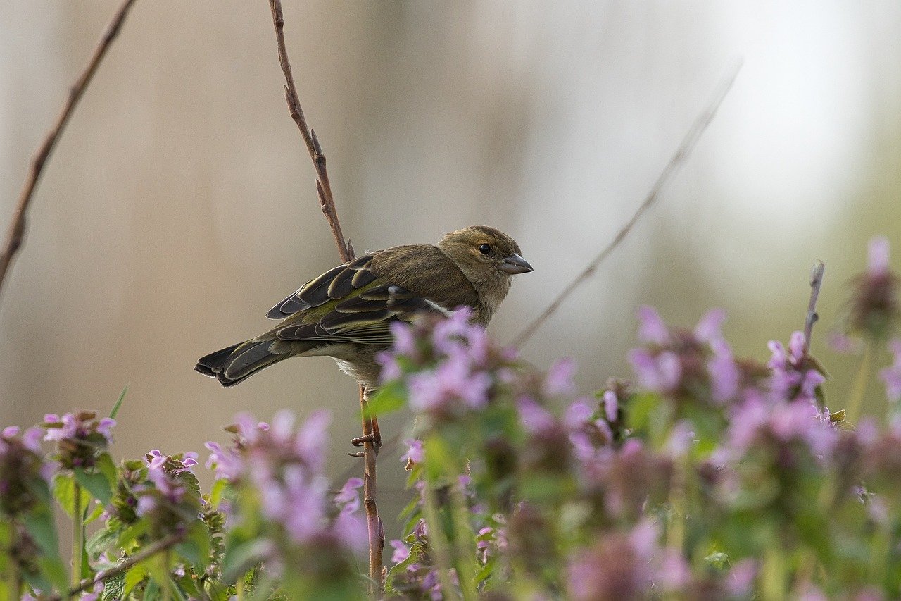 Jak zgłosić zaginięcie paczki na vinted