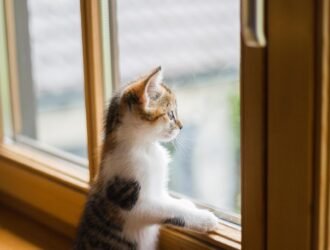 Pleśń na oknach dachowych jak usunąć